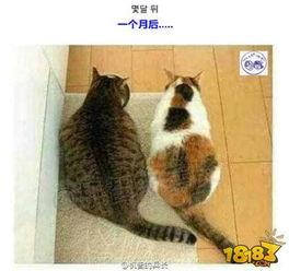 娱乐吃瓜君猫咪瘫痪